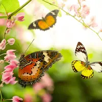 Butterfly and blossoms representing memorial support
