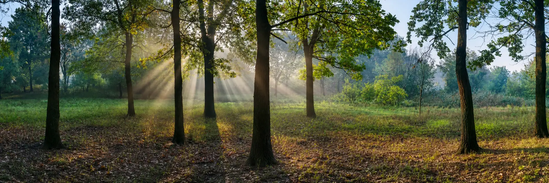 Morning sunlight streaming across a peaceful woodland clearing