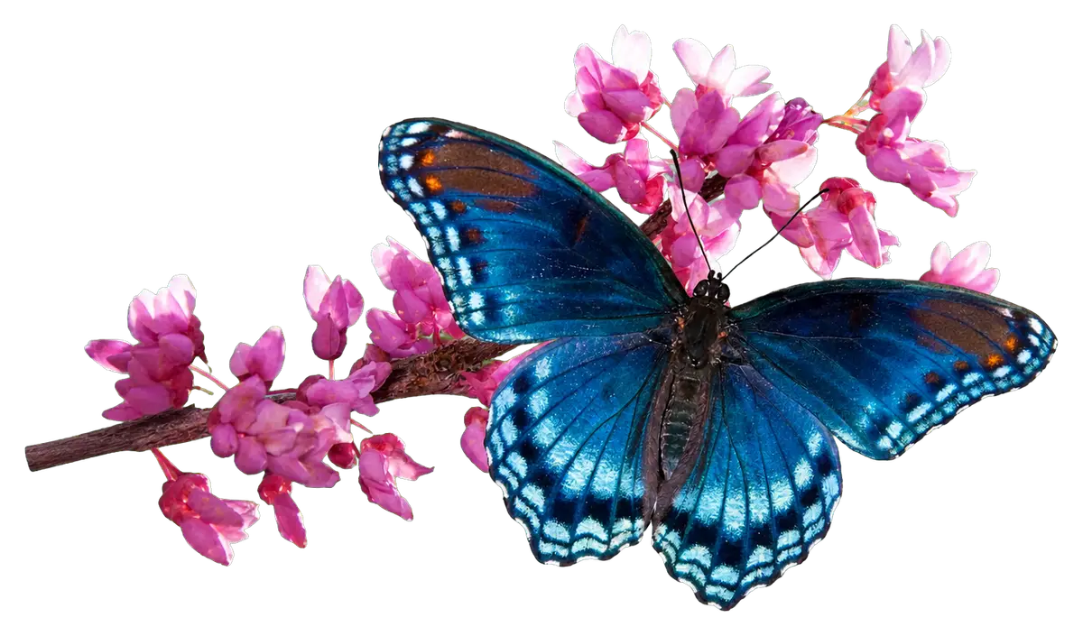Photographic blue butterfly resting among pink blossoms